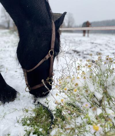 Préserver la biodiversité en hiver