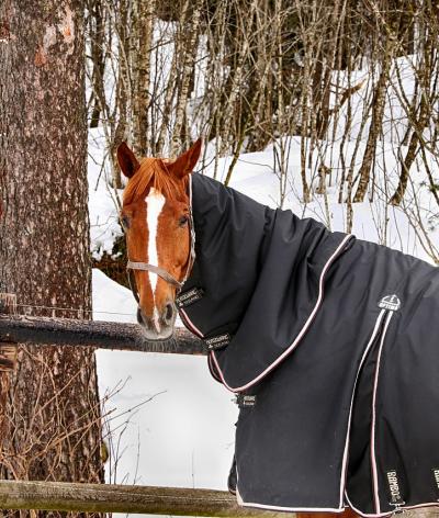 Faut-il couvrir son cheval en hiver ?