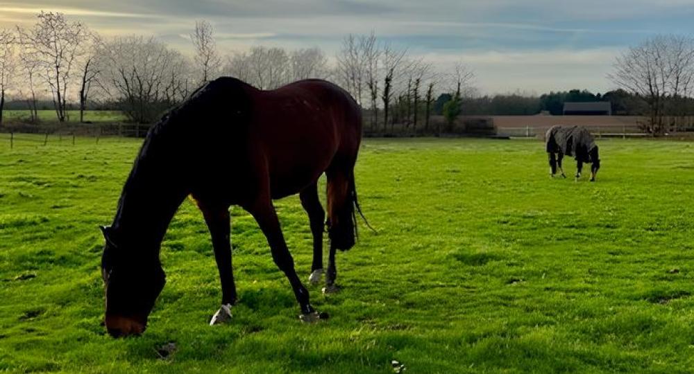L'écurie Horses & Farriery, située dans l'Eure, est labellisé EquuRES à l'échelon Engagement !