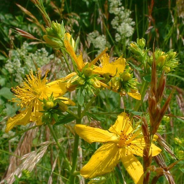 Fleurs de Millpertuit perforé