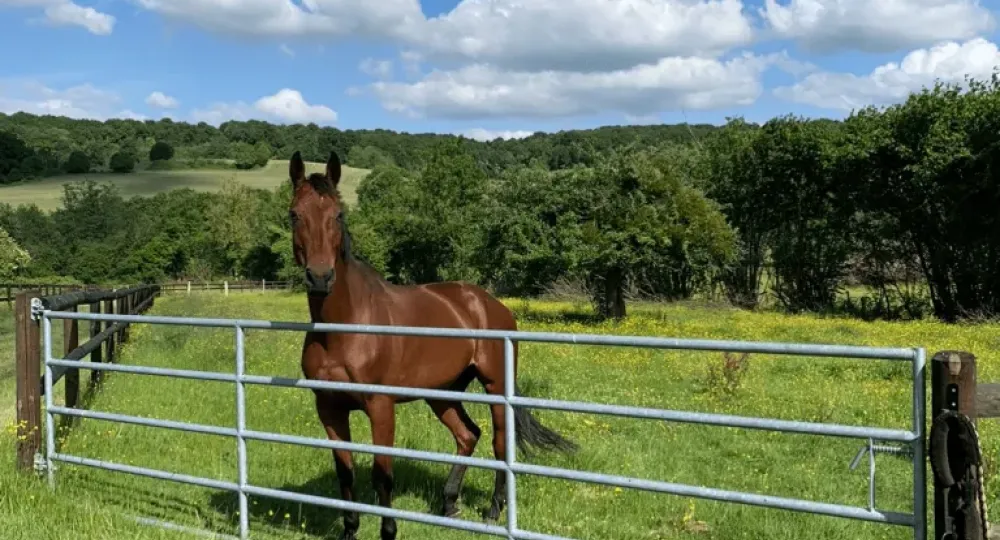 Le Haras de Belzo, dans l'Orne, renouvelle sa labellisation EquuRES