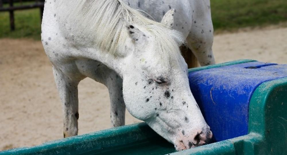Canicule et sécheresse : préserver l'eau dans les structures équines