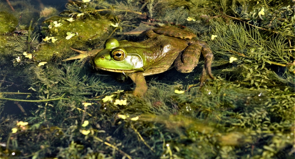 Et vous, quelles espèces animales avez-vous dans votre mare ?