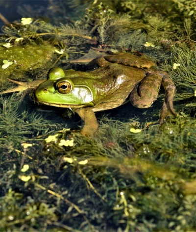 Et vous, quelles espèces animales avez-vous dans votre mare ?