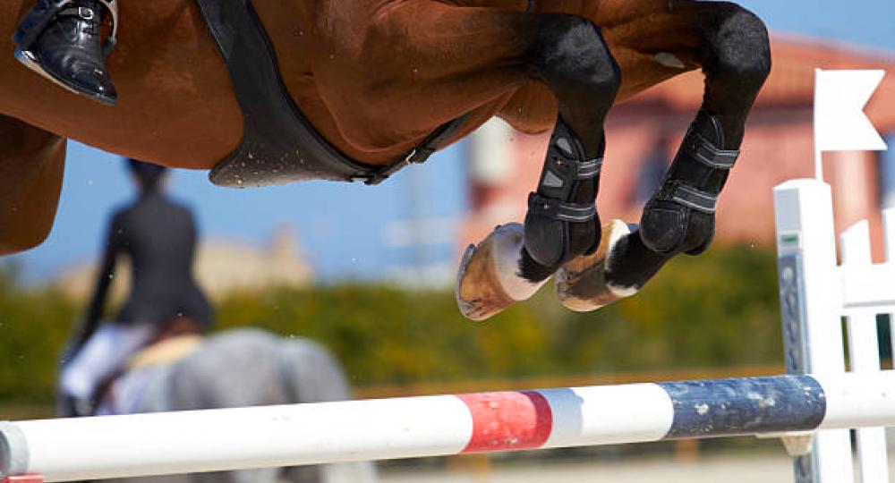 Assurer le bien-être du cheval de sport de haut niveau