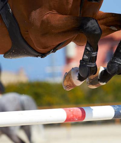Assurer le bien-être du cheval de sport de haut niveau