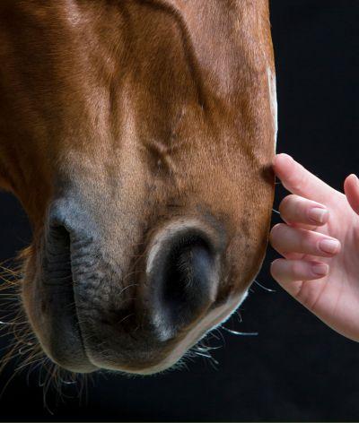 Journée mondiale du cheval
