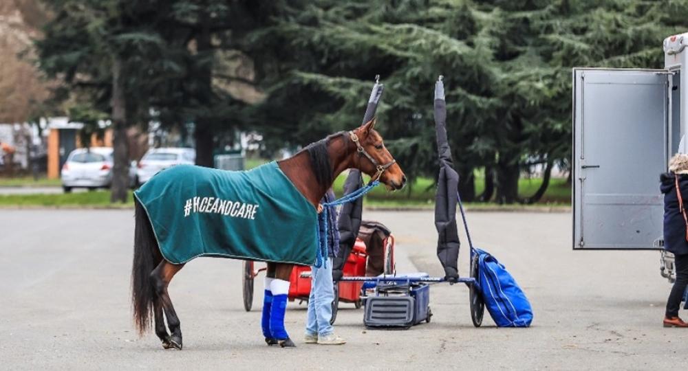 #RaceAndCare : une journée nationale pour mettre en lumière la bientraitance du cheval de course