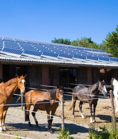 Webinaire - Optimiser les contacts sociaux des chevaux par l’aménagement de l’écurie