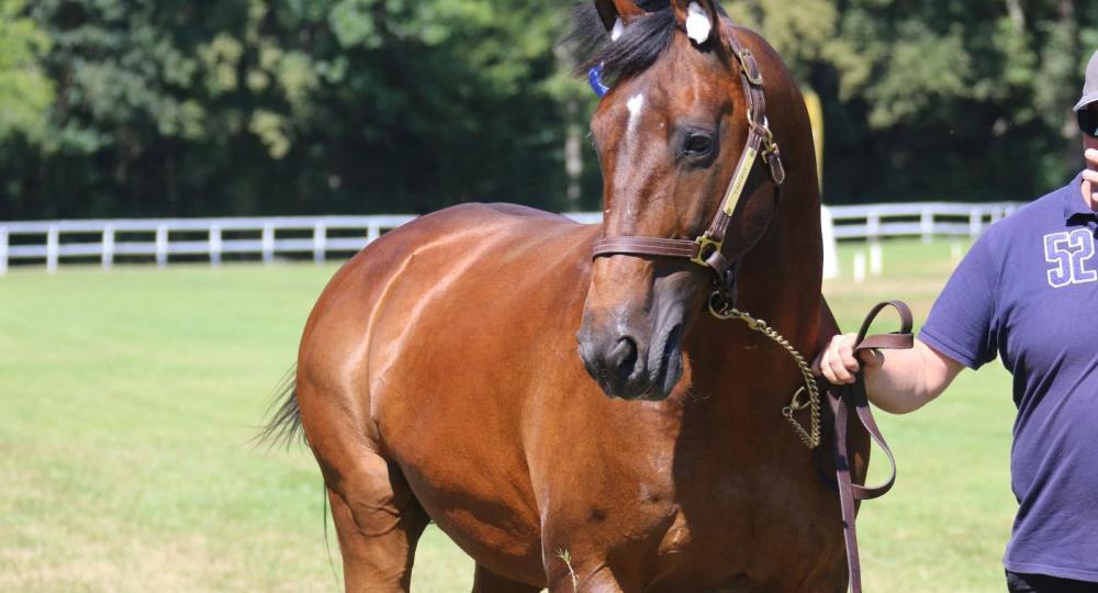 L'hippodrome de Cazaubon, situé dans le Gers, renouvelle son engagement pour l'environnement et le bien-être animal