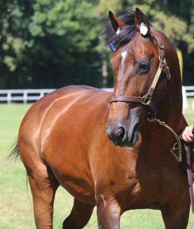 L'hippodrome de Cazaubon, situé dans le Gers, renouvelle son engagement pour l'environnement et le bien-être animal