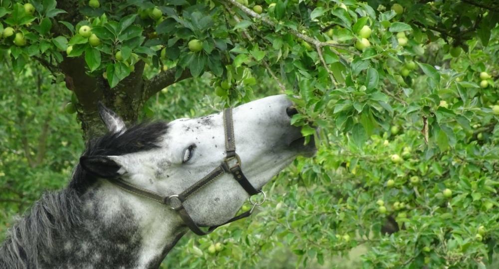 La pension de Sylvie Tourtoulou renouvelle son engagement pour le bien-être animal et la protection de l'environnement !