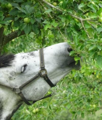La pension de Sylvie Tourtoulou renouvelle son engagement pour le bien-être animal et la protection de l'environnement !