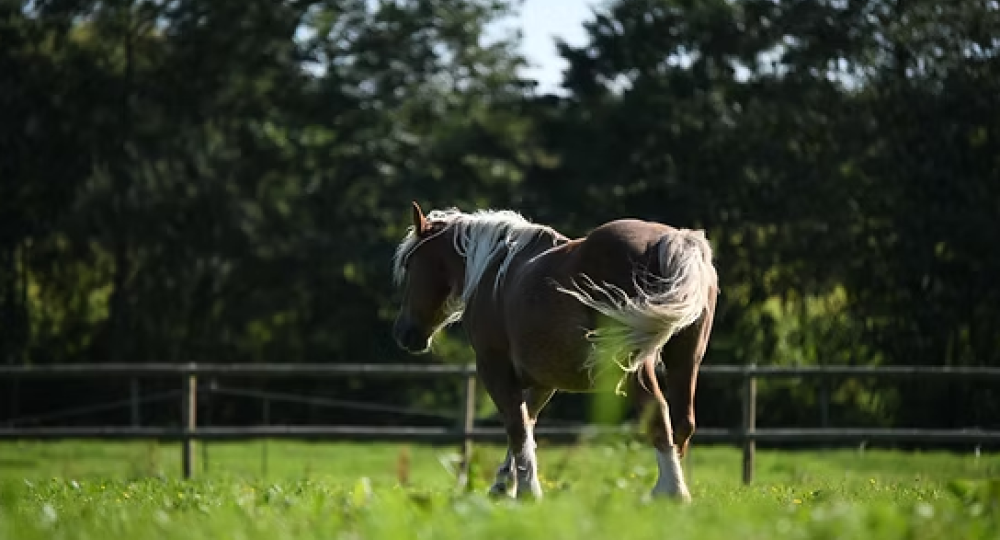 Le Domaine d'Albizia, en Bretagne, obtient sa labellisation EquuRES à l'échelon Engagement !