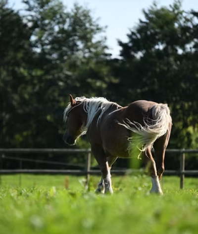 Le Domaine d'Albizia, en Bretagne, obtient sa labellisation EquuRES à l'échelon Engagement !