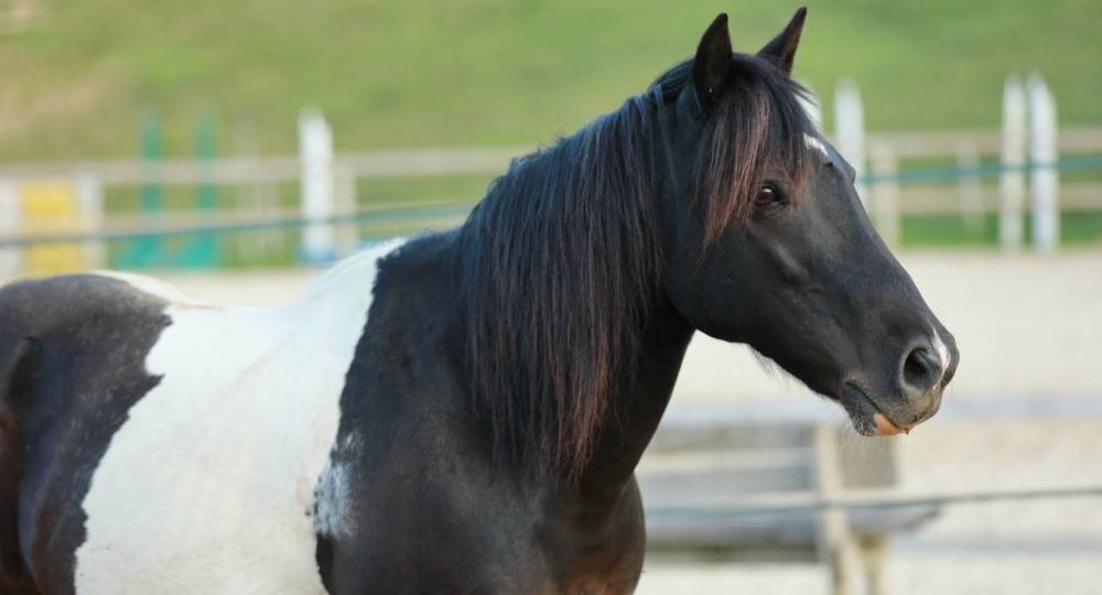 Les Chevauchées de Merlin labellisés EquuRES en Ardèche !