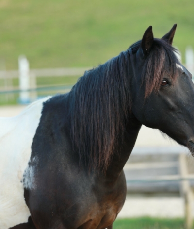 Les Chevauchées de Merlin labellisés EquuRES en Ardèche !