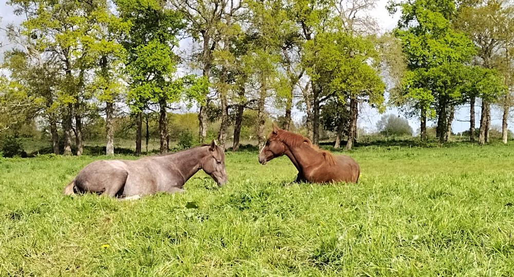 Le Haras de Saint-Blaize, dans le Calvados, renouvelle sa labellisation EquuRES !