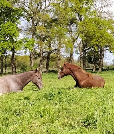 Le Haras de Saint-Blaize, dans le Calvados, renouvelle sa labellisation EquuRES !