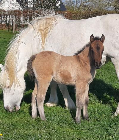 L'élevage d'Elfe du GAEC le Colombier, en Normandie, obtient la labellisation EquuRES à l'échelon Engagement !