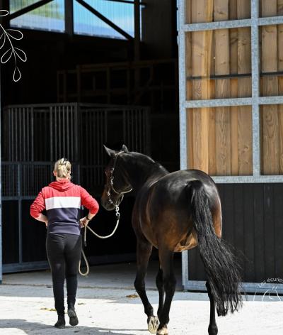 Les Ecuries de Normandel, dans l'Orne, font reconnaitre leurs engagements par le label EquuRES !