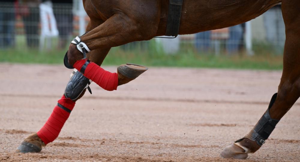 L'hippodrome de Saint-Aubin-les-Elbeuf renouvelle sa labellisation à l'échelon engagement