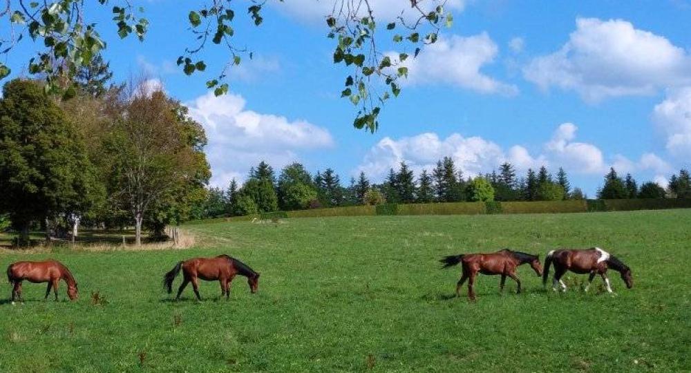 Le Centre Equestre d'Yssingeaux, renouvelle sa labellisation EquuRES à l'échelon progression !