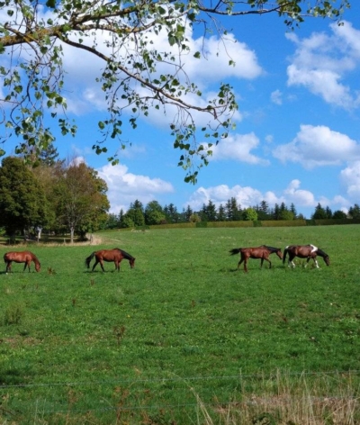 Le Centre Equestre d'Yssingeaux, renouvelle sa labellisation EquuRES à l'échelon progression !