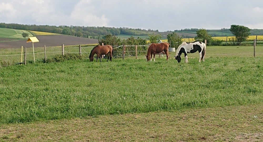 Constell'air Equitation, dans le Puy-de-Dôme, labellisé EquuRES !