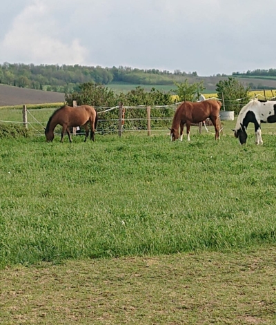 Constell'air Equitation, dans le Puy-de-Dôme, labellisé EquuRES !