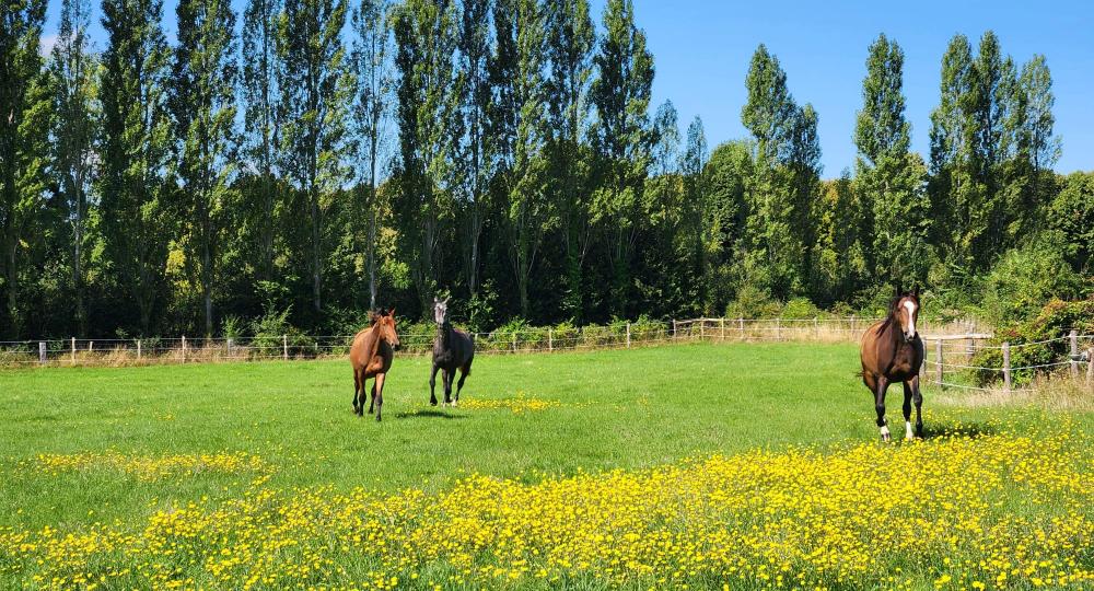 Le Haras du Val Aubrée, situé dans le Calvados, se labellise EquuRES et atteint le niveau progression