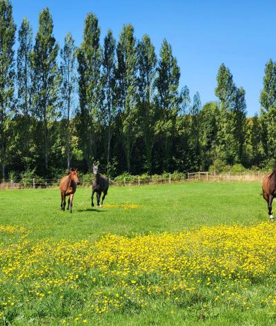 Le Haras du Val Aubrée, situé dans le Calvados, se labellise EquuRES et atteint le niveau progression