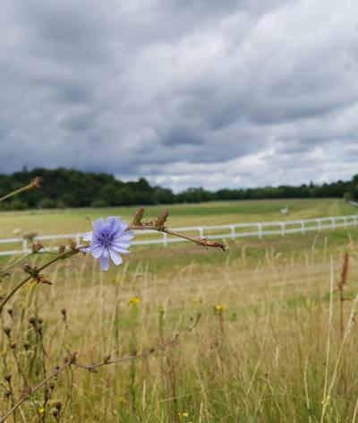 L'hippodrome du Vertou, en Loire Atlantique, s'engage pour le bien-être animal et pour le respect de l'environnement