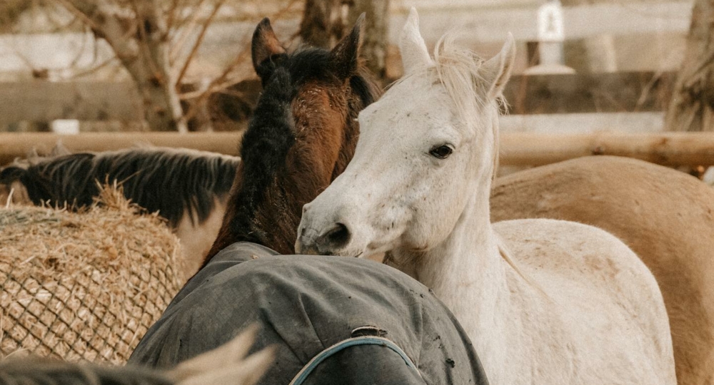 L'Ecurie D'Orphée obtient le label EquuRES dans les Hauts de France