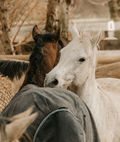 L'Ecurie D'Orphée obtient le label EquuRES dans les Hauts de France