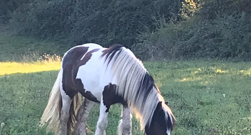 Le Domaine Equestre du Pays Bellêmois, dans l'Orne, labellisé EquuRES !