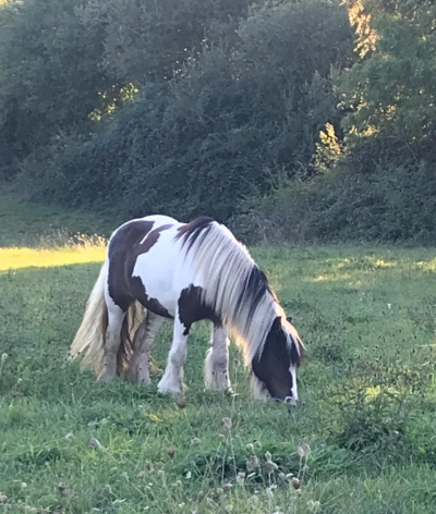 Le Domaine Equestre du Pays Bellêmois, dans l'Orne, labellisé EquuRES !