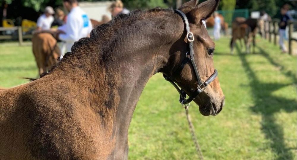 Le Haras des B, situé dans l'Eure, s'engage pour le bien-être animal et l'environnement par la labellisation EquuRES !