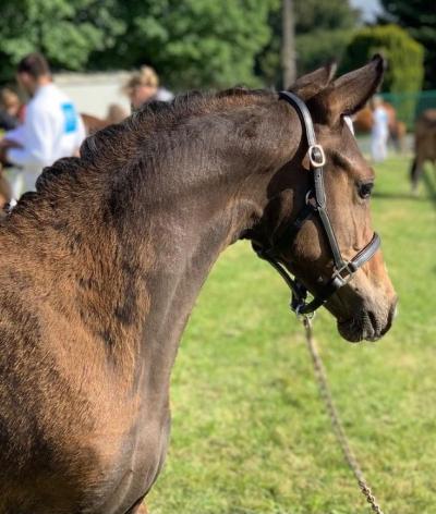 Le Haras des B, situé dans l'Eure, s'engage pour le bien-être animal et l'environnement par la labellisation EquuRES !