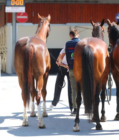 L'hippodrome de Caen, dans le Calvados, labellisé EquuRES