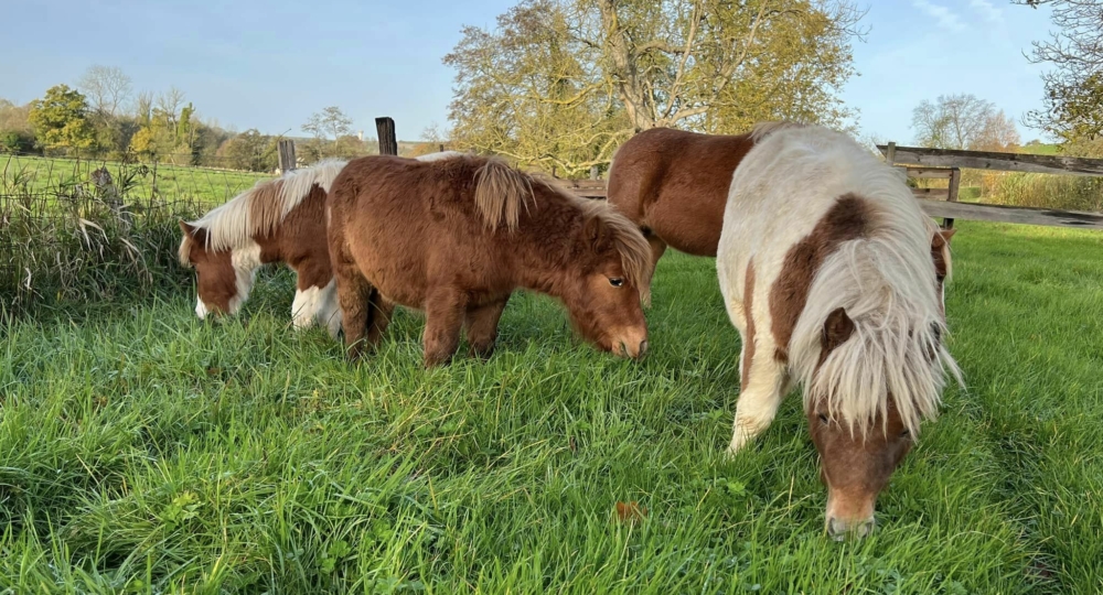 Le centre équestre Le Cheval Bleu, en Seine Maritime, labellisé EquuRES !