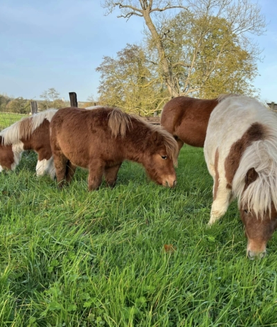 Le centre équestre Le Cheval Bleu, en Seine Maritime, labellisé EquuRES !