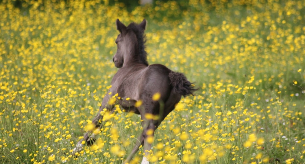 Le Poney Club Sainte Colombe, dans la Manche, labellisé EquuRES !