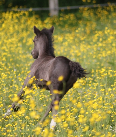 Le Poney Club Sainte Colombe, dans la Manche, labellisé EquuRES !