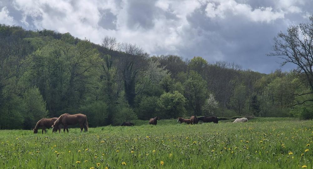 L'écurie de la Roche Volvic, dans le Puy-de-Dôme, renouvelle sa labellisation EquuRES !