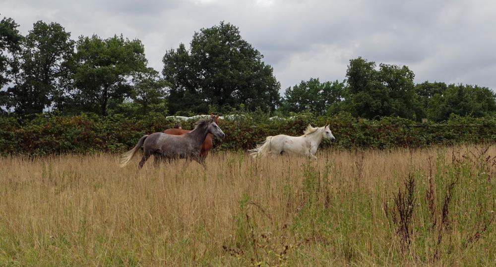 L'Ecurie de Merel, dans la Loire-Atlantique, obtient sa labellisation EquuRES !