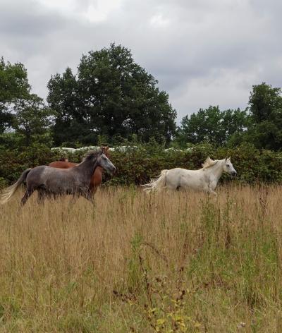 L'Ecurie de Merel, dans la Loire-Atlantique, obtient sa labellisation EquuRES !