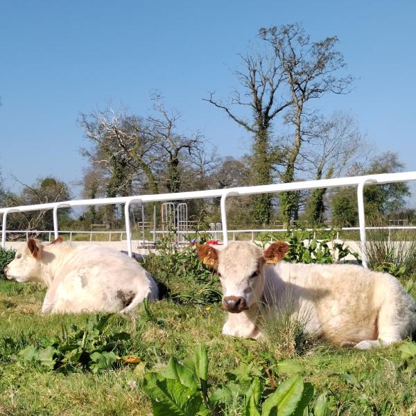 chevaux dormant dans un champs