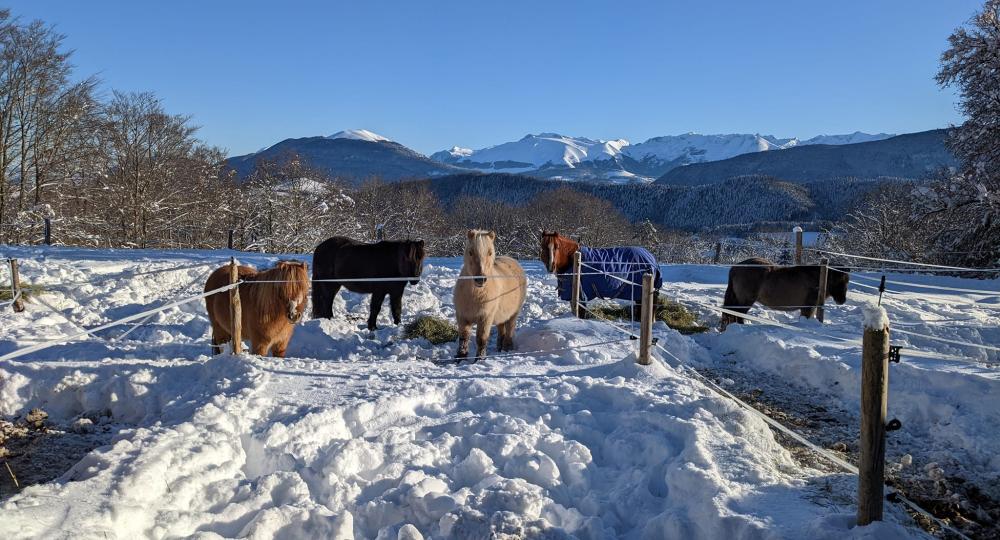 Les Crins de Romant, dans le Vercors, labellisés EquuRES !