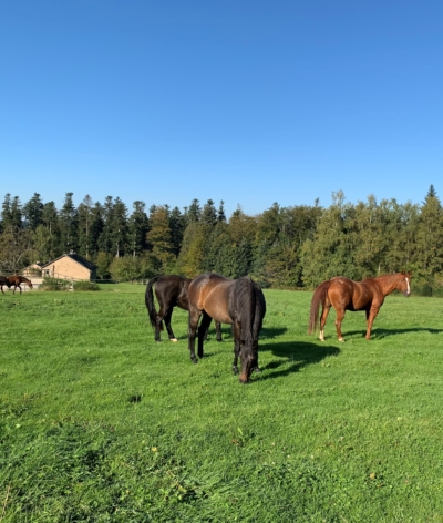 La pension "Les Prés de Sophie", dans les Vosges, labellisée EquuRES